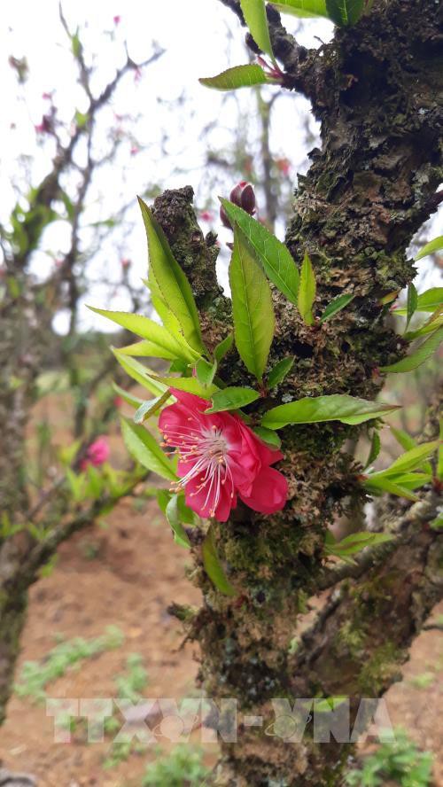 Đào Thất Thốn có đặc điểm hoa mọc cả ở thân cây. Ảnh: Nguyễn Chiến - TTXVN