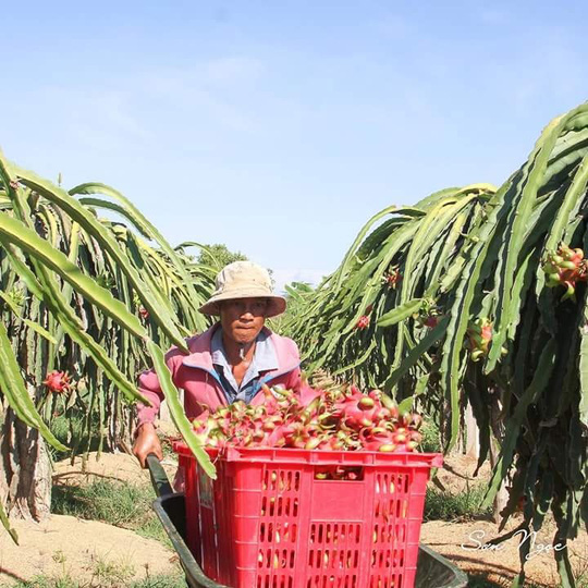 Người trồng thanh long ở Bình Thuận phấn khởi vì bán được giá dịp Tết nguyên đán này