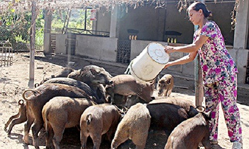 Người nhà Lương Tấn Minh, xã Phước Hưng, huyện Long Điền (Bà Rịa-Vũng Tàu) cho đàn heo rừng lai ăn thêm rau, cỏ dại để giảm chi phí và tăng chất lượng thịt.