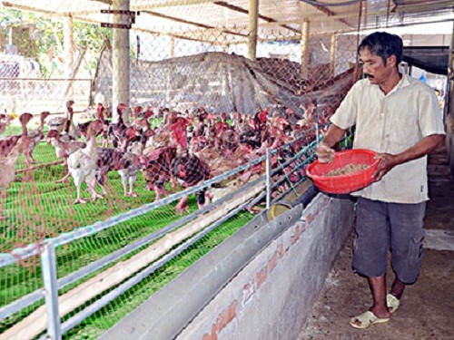Gà Đông Tảo cũng là một đặc sản được nhiều khách hàng tìm mua. Trong ảnh: ông Lê Văn Áng, xã Châu Pha, huyện Tân Thành) chăm sóc đàn gà chuẩn bị bán vào dịp Tết (ảnh chụp cách đây 1 tháng).