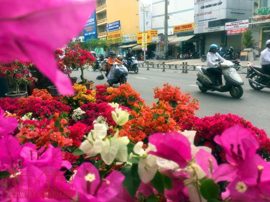 Các chậu hoa giấy với đủ màu sắc đã khiến tuyến đường Lý Thường Kiệt thêm thơ mộng hơn.