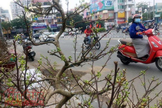 Hoa mai được bày bán trên đường Bắc Hải (quận 10).