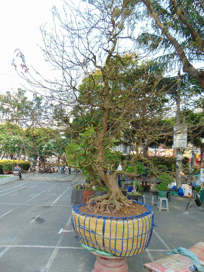 Cây mai hơn 40 năm tuổi, cao hơn 4 m có nguồn gốc từ Tiền Giang được bán tại Công viên 23-9, với giá 120 triệu đồng