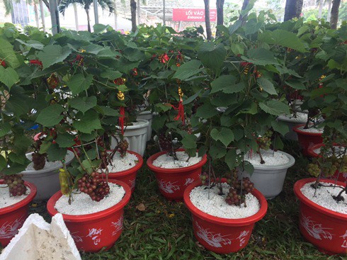 Nho được trồng ở Đà Lạ, Đồng Nai, với nhiều chùm trái chín mộng. Giá bán từ 800.000-900.000 đồng/chậu