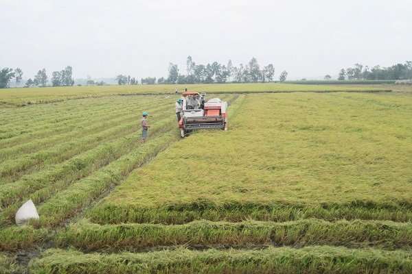 Giá lúa gạo nội địa sụt giảm mạnh trong những ngày cận Tết. Trong ảnh là nông dân đang thu hoạch lúa. Ảnh: Trung Chánh
