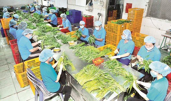 Chế biến rau VietGAP xuất khẩu tại Hợp tác xã Phước An, TPHCM. Ảnh: CAO THĂNG