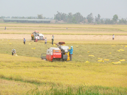 Nông dân ở ĐBSCL thu hoạch lúa đông xuân với năng suất cao và bán được giá Ảnh: THỐT NỐT