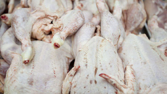 Đừng ăn thịt gà khi đã hết hạn sử dụng