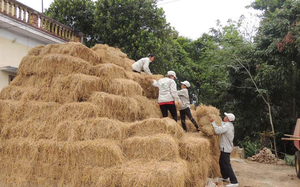 Vào mùa thu gom rơm nguyên liệu