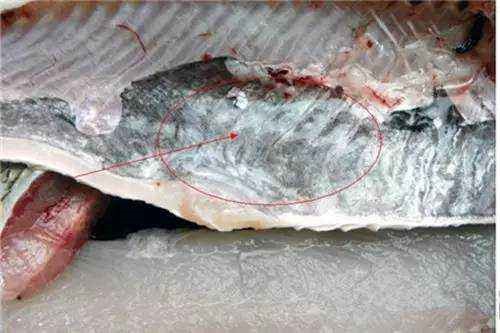 Không nên ăn màng đen trong bụng cá: Đây chính là phần tanh nhất và mùi hôi của bùn nặng nhất trong con cá.