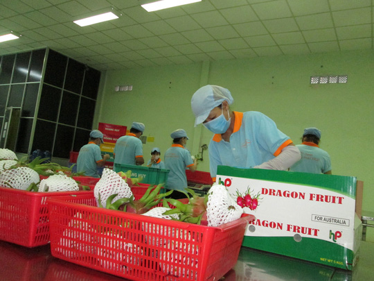 Việc xuất khẩu trái cây tươi sang các nước thành viên CPTPP sẽ thuận lợi hơn Ảnh: NGỌC ÁNH