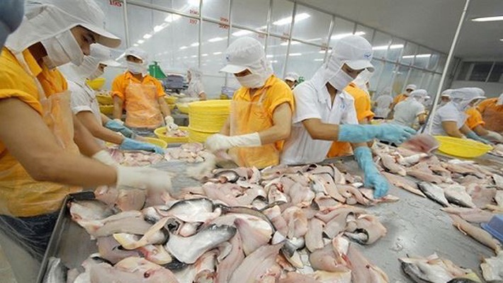  Cá tra - basa Việt bị áp thuế cao chưa từng có tại thị trường Mỹ. 