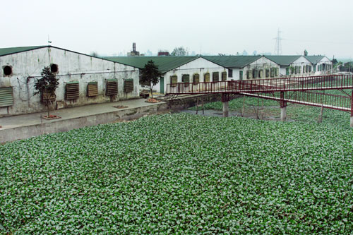 Hợp tác xã chăn nuôi Hoàng Long (huyện Thanh Oai) là một trong số ít trang trại đầu tư khu xử lý chất thải. Ảnh: Thái Hiền
