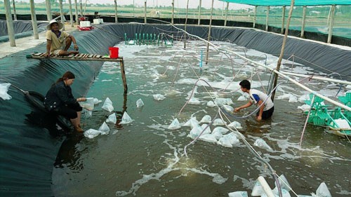 Thả tôm giống cho vụ nuôi mới ở Bạc Liêu