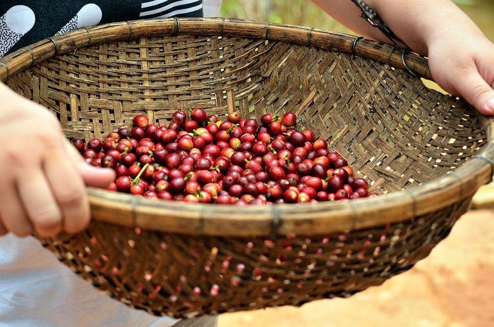 Giá cà phê tại Tây Nguyên sáng nay tiếp tục giảm thêm 100 đồng/kg. Ảnh minh hoạ