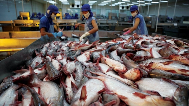 Giá cá tra tăng mạnh nhưng nguồn cung không đủ khiến Hùng Vương hoạt động cầm chừng, trong khi vẫn phải rót chi phí khổng lồ nuôi hệ thống doanh nghiệp mở rộng.