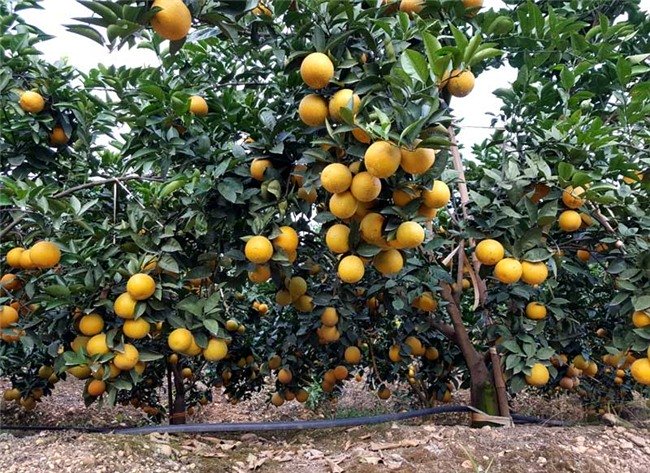 Người nông dân nhiều địa phương đua nhau mở rộng diện tích trồng cam, bưởi khiến giá của các loại cây có múi này đang ngày một giảm và đứng trước nguy cơ 