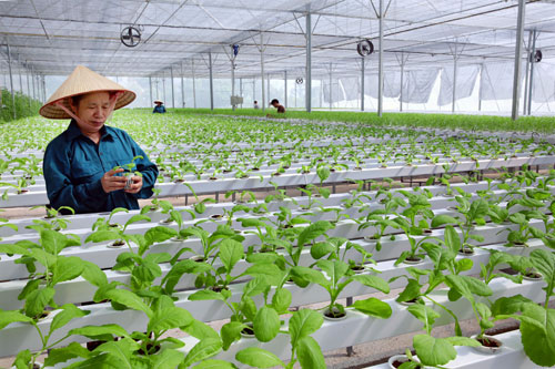  Sản xuất nông nghiệp công nghệ cao đang là thế mạnh của Hà Nội. Ảnh: Bá Hoạt