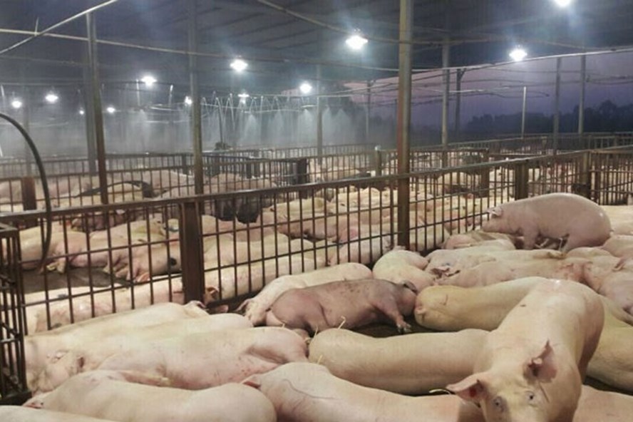  Một vụ vi phạm ATTP, hàng ngàn con lợn bị tiêm thuốc an thần tại TPHCM. 