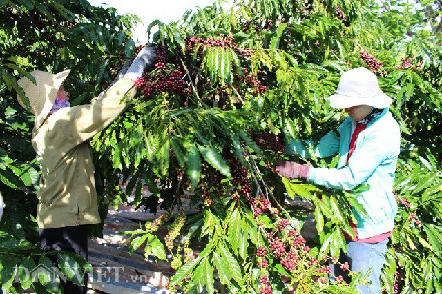 Nông dân tỉnh Gia Lai thu hoạch cà phê. Ảnh: T.L