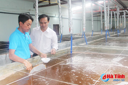 Cty CP Thủy sản Thông Thuận (xã Cương Gián) đã chuẩn bị số lượng lớn tôm giống đảm bảo chất lượng để cung cấp đầy đủ và kịp thời theo yêu cầu của người dân