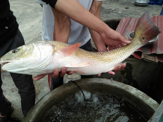 Con cá có nhiều đặc điểm giống với cá sủ vàng quý hiếm