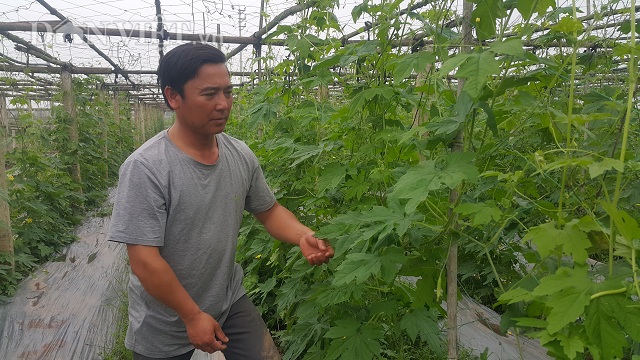 Anh Phạm Văn Dũng đang kiểm tra, chăm sóc ruộng mướt đắng trồng theo tiêu chuẩn VietGAP cho năng suất, chất lượng cao.