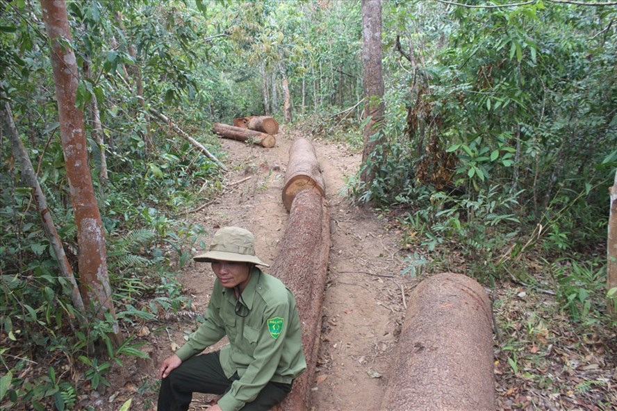 Một vụ phá rừng tại huyện Chư Pah, trước đó. Ảnh tư liệu Lao Động.