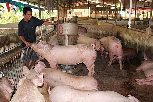 Chỉ số ít người chăn nuôi ở xã Ngọc Lũ còn trụ được đến thời điểm hiện tại khi giá lợn hơi đang phục hồi.