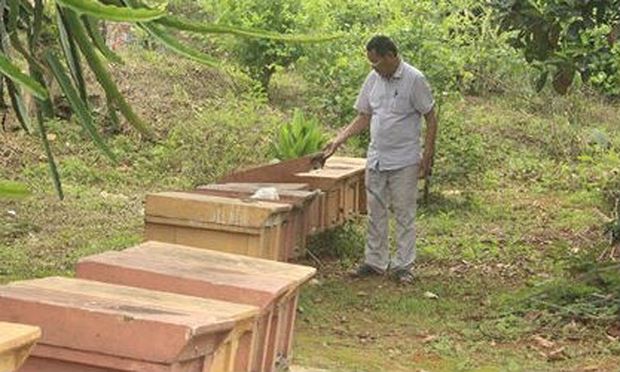 Ông Hồ Văn Sâm kiểm tra đàn ong mật