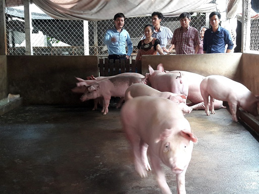 Ông Nguyễn Xuân Dương – Phó Cục trưởng Cục Chăn nuôi (trái) thăm trang trại lợn tại Hà Nam mới đây. Ảnh: N.N