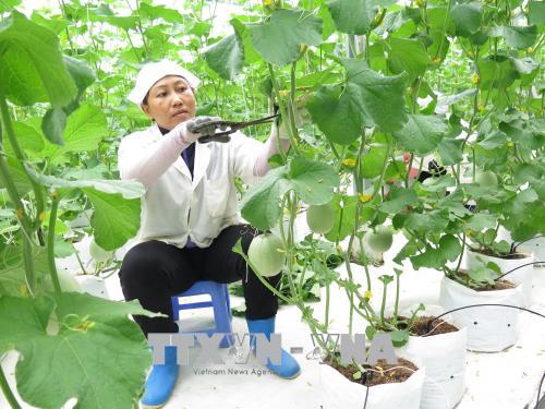 Bà Trần Thị Lý ở xã Tân Hiệp (Hớn Quảng, Bình Phước) đã đầu tư 1.300m2 trồng dưa lưới áp dụng công nghệ cao, mỗi vụ cho thu hoạch 5 tấn. Ảnh: Hồng Nhung/TTXVN
