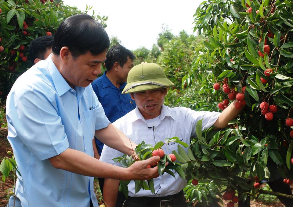 Bộ trưởng Nguyễn Xuân Cương thăm vùng vải thiều Lục Ngạn (Bắc Giang)