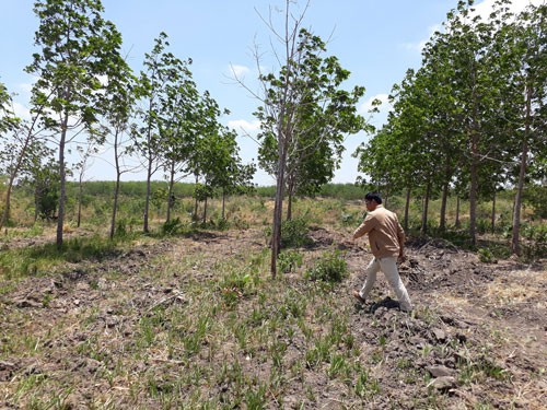 Diện tích cây cao su ở xã Ia Blứ, huyện Chư Pứh, tỉnh Gia Lai đã trồng nhiều năm nhưng kém phát triển hoặc chết
