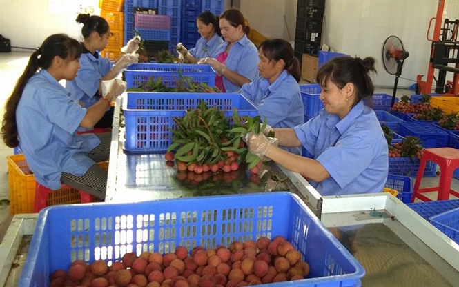  Sơ chế, tuyển chọn vải thiều XK sang châu Âu tại HTX Hồng Giang (Lục Ngạn, Bắc Giang)