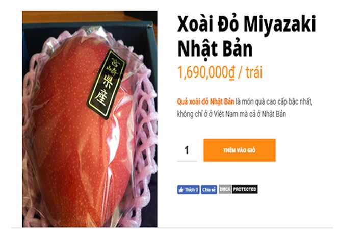Một quả xoài đỏ được rao bán với mức giá gần 1,7 triệu đồng/trái. Ảnh: Vinfruits