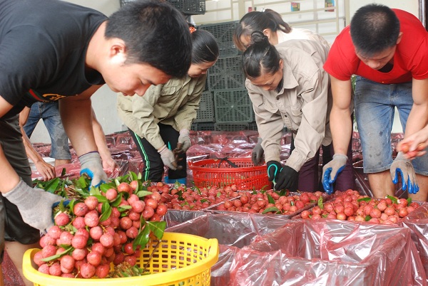  Giá vải trung bình tại Bắc Giang năm nay là 16.000 đồng/kg.  Ảnh: Nguyễn Thanh 