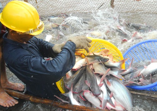 Thu hoạch cá tra tại ĐBSCL Ảnh: NGỌC TRINH