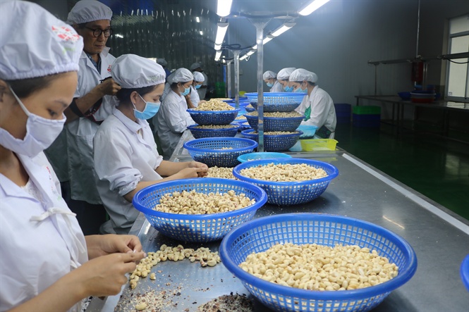Hạt điều Việt Nam có khả năng được Trung Quốc tăng mua để thay hạt vỏ cứng NK từ Mỹ