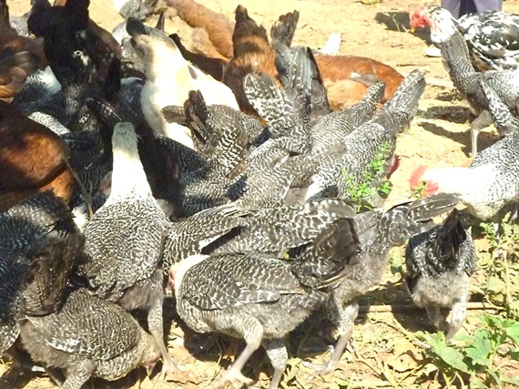 Đàn gà giống HMông trưởng thành trong trang trại toàn những giống gà quý hiếm của ông Ba Thành.