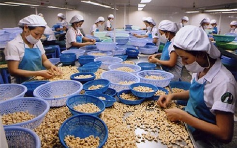  Nhiều doanh nghiệp chế biến, xuất khẩu hạt điều tại Bình Phước đã phải tạm ngưng hoạt động vì thiếu nguyên liệu (Ảnh minh họa: KT)