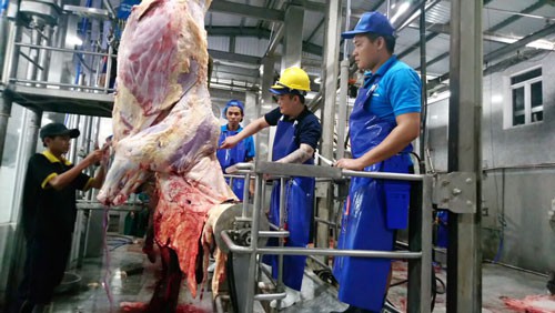 Bò Úc giết mổ tại Việt Nam cũng bị cạnh tranh gay gắt bởi thịt nhập khẩu. Ảnh: AN NA