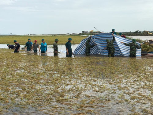 Nông dân miền Tây ráo riết thu hoạch lúa vừa tránh lũ vừa tránh mưa dầm Ảnh: THỐT NỐT