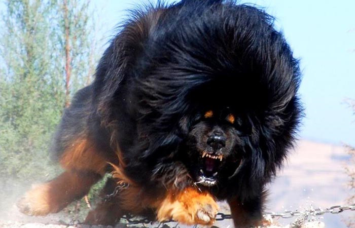 Với tên gọi quốc tế là Tibetan Mastiff , chó ngao Tây Tạng được coi là giống chó còn rất nguyên thủy, xuất hiện cùng thời với những giống chó nhà đầu tiên được con người lai tạo, hệ gen gần như tinh khiết, hầu như chưa bị lai tạp với bất kỳ giống chó nào khác trong suốt lịch sử hàng nghìn năm.