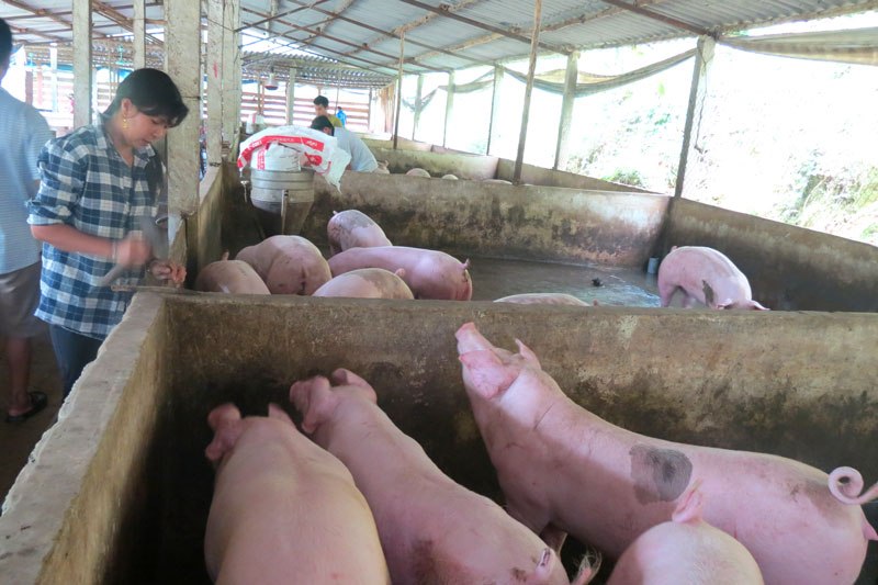 Gia đình chị Đinh Thị Hằng ở thôn Nà Lốc, xã Nguyên Phúc, huyện Bạch Thông (tỉnh Bắc Kạn) vẫn thường duy trì tổng đàn trên dưới 200 con lợn thịt. Ảnh: baobackan