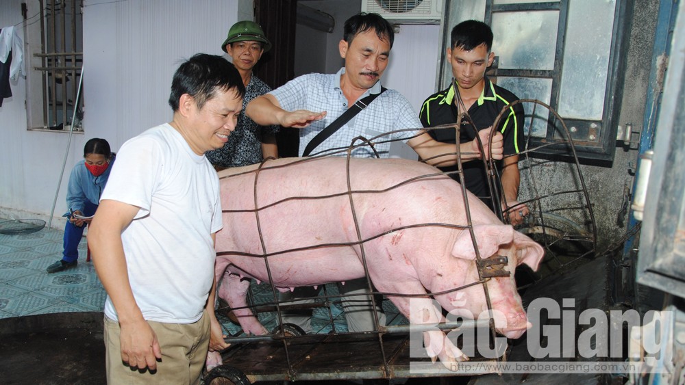 Ông Diêm Đăng Sơn (ngoài cùng bên trái) có đàn lợn xuất chuồng đúng thời điểm giá cao.