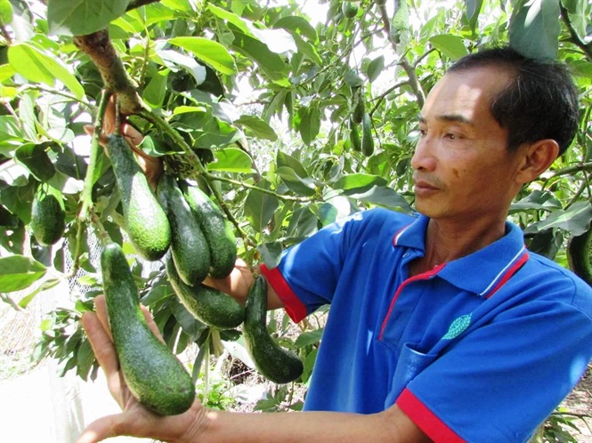 Giống “siêu” bơ 034 được trồng nhiều ở Lâm Đồng
