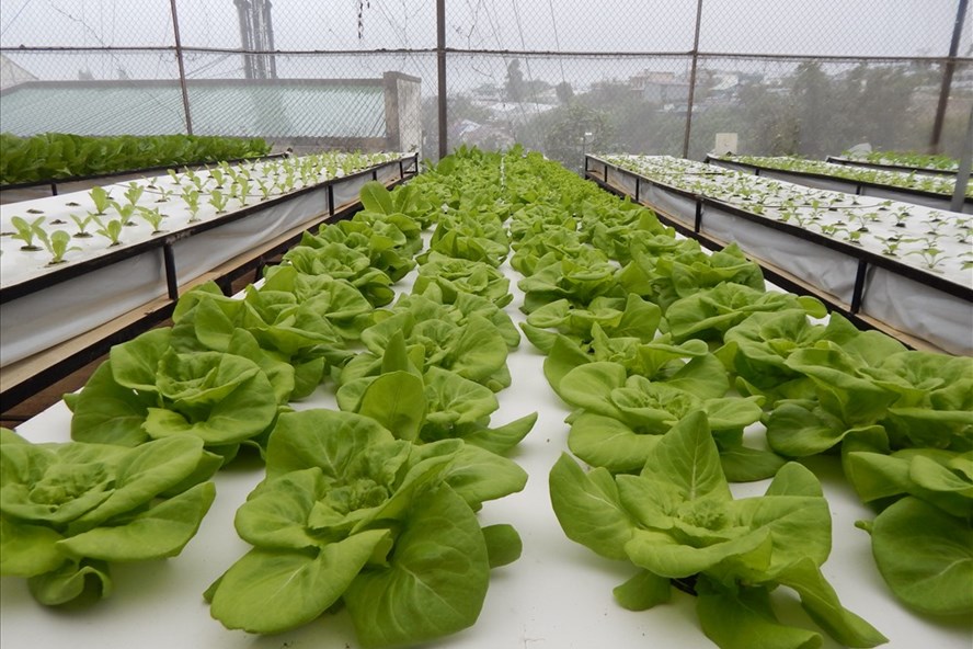  Mô hình trồng rau khí canh đem lại năng suất cao cho người dân ở TP Đà Lạt. Ảnh Hoàng Tỷ 