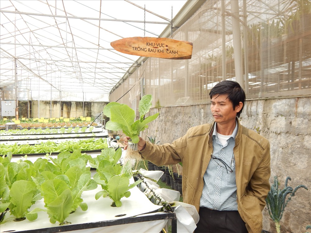 Theo ông Đường, trồng rau theo mô hình khí canh, chi phí điện thấp hơn so với các mô hình khác. Ảnh: Hoàng Tỷ