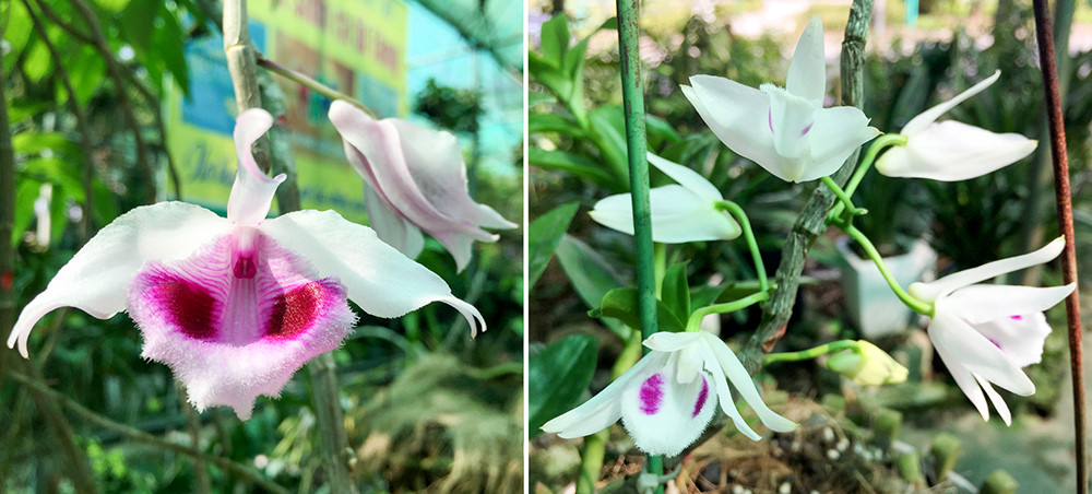  Điểm nổi bật nhất của cây phi điệp 5 cánh trắng là mặt bông hoa. Khuôn bông có vẻ đẹp hài hoà, vươn thẳng, đầu cánh hơi cong, hai cánh vai ngang, xếp đều nhau. Ảnh: Baophuthu. 